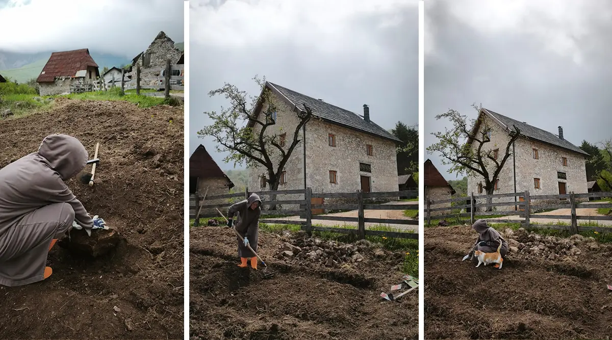 A garden born from stone: After potatoes, the first vegetables have also been planted in Ledići