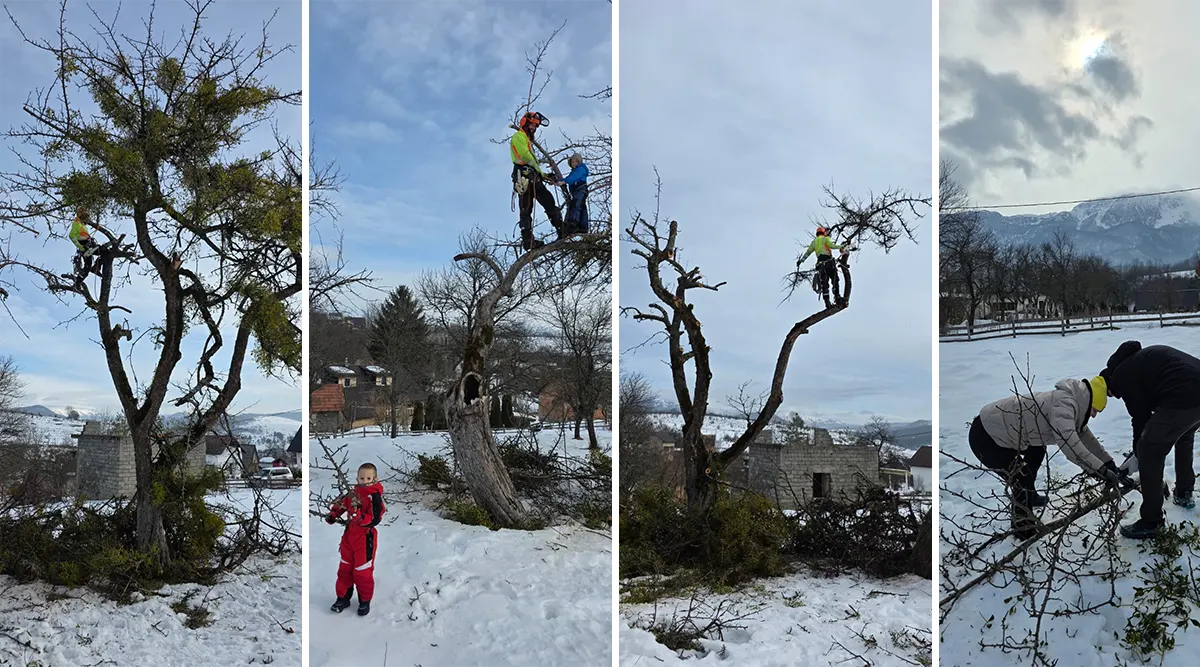 arborist ledici tree pruning mistletoe removal foundation second 01