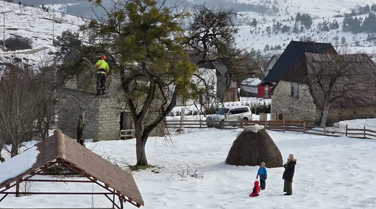 arborist ledici tree pruning mistletoe removal foundation second 011