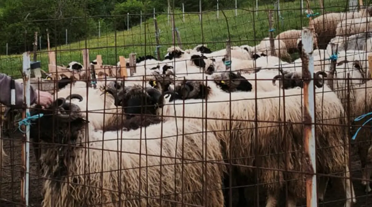Two qurbanis, two destinations of kindness: Donors bring joy to children in Ledići and vulnerable families