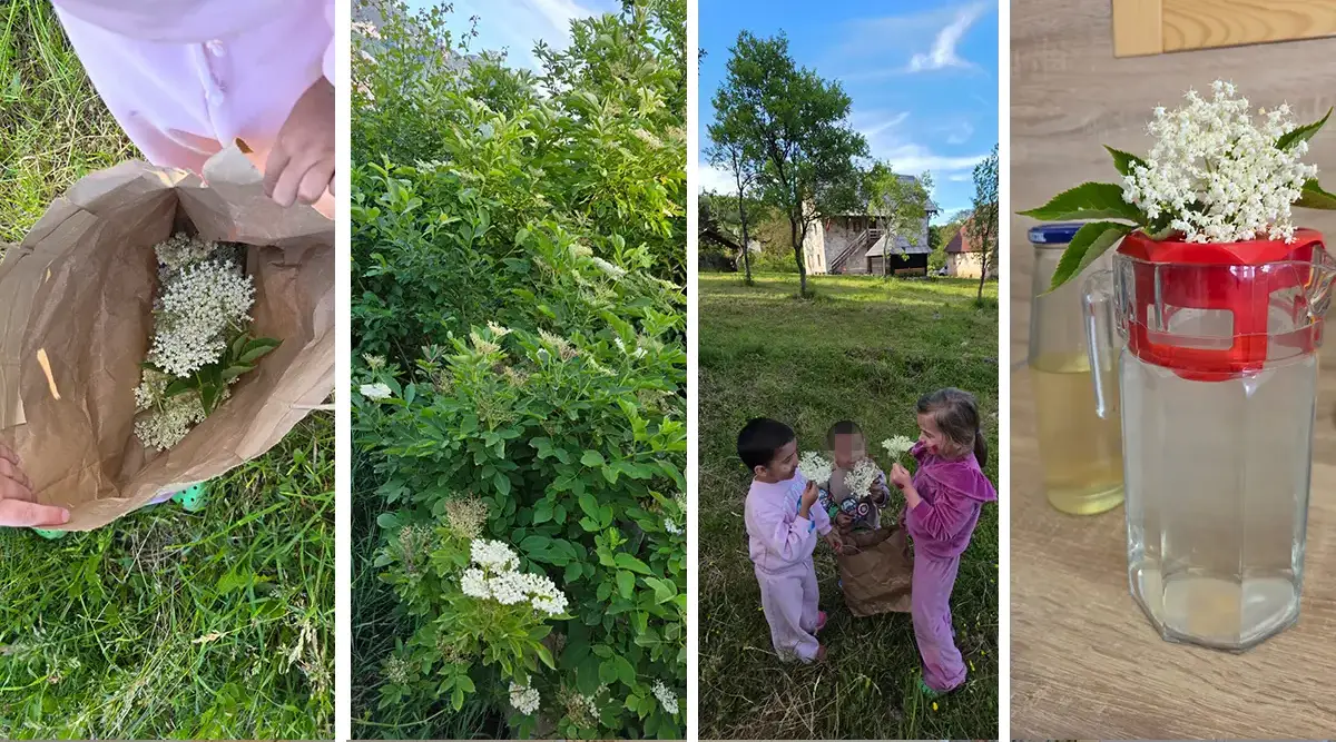 Children from the Sarajevo Children's Home picked elderflowers in Ledići for their favourite homemade elderflower juice