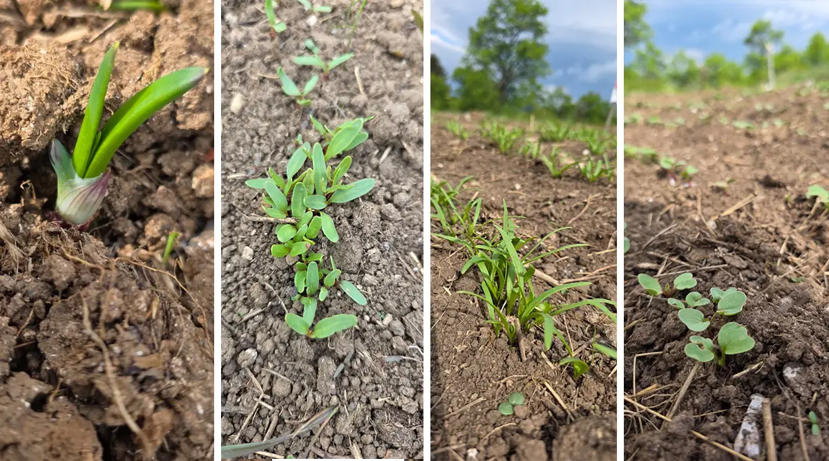 The first signs of growth in Ledići: Our garden comes to life