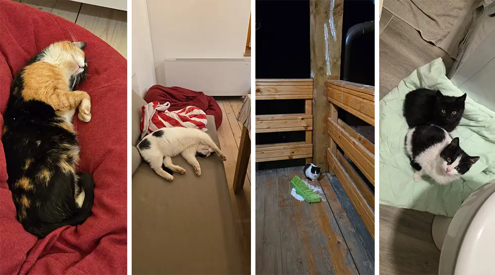 Mini Cat Haven Ledići Second Foundation 01