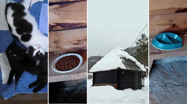 Mini Cat Haven in Ledići – current status and call for support – Second Foundation 03