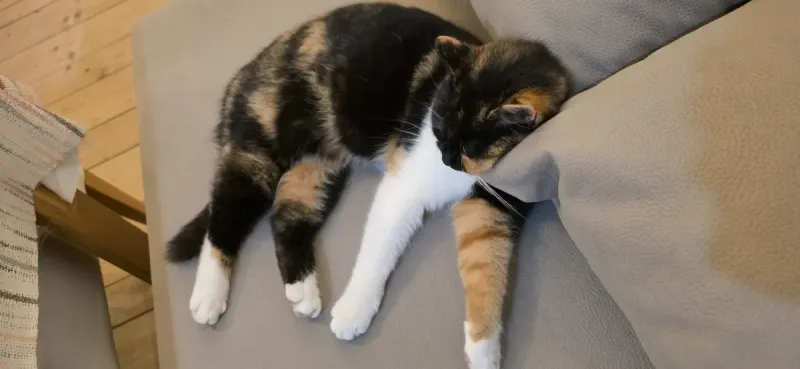 ledici djeca dom bjelave fondacija second