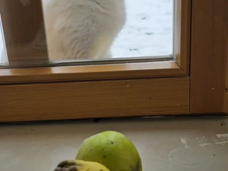 kids ledici winter foundation second   